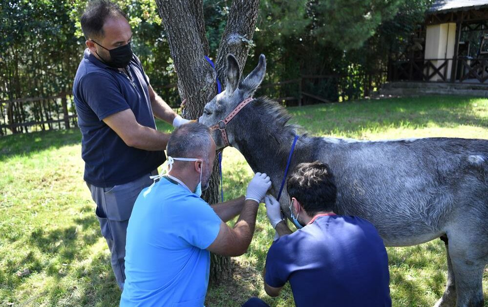 Bursa’da yangınzede eşek iyileşince emekliye ayrılacak