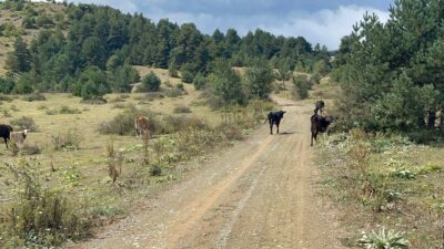 Bursa’da kene alarmı! Bir haftada 20 hayvan öldü