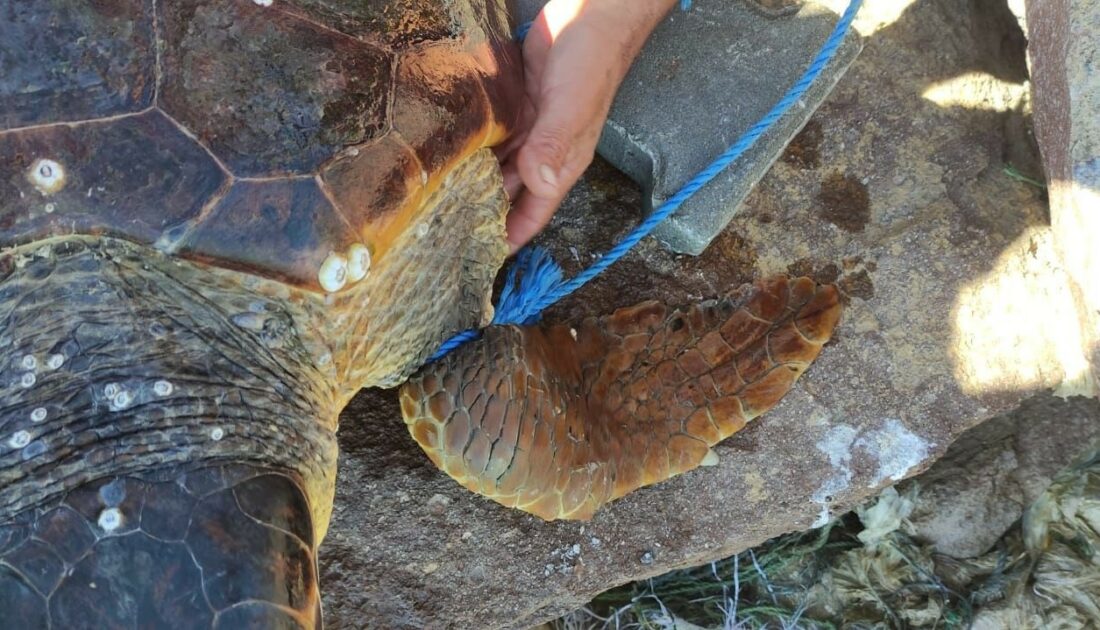 Caretta Caretta’ya parke taşı bağladılar!