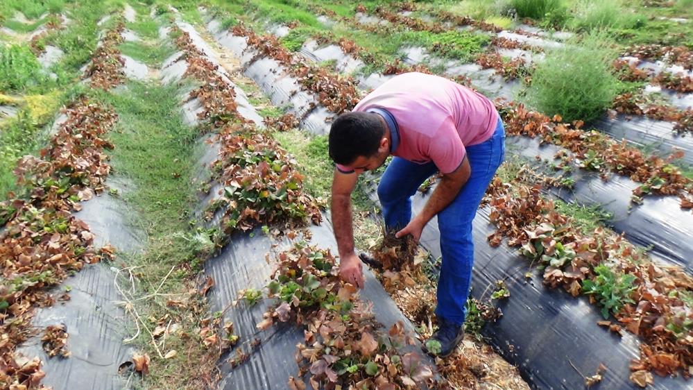 Çilek ve böğürtlen üreticisini kuraklık vurdu