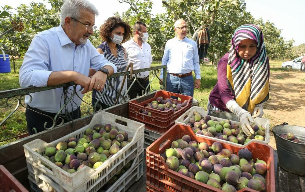 Turgay Erdem’den çağrı: İnciri üreticiden alın