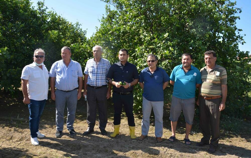 Üretici dertli! ‘Böyle giderse limon dalında kalacak’