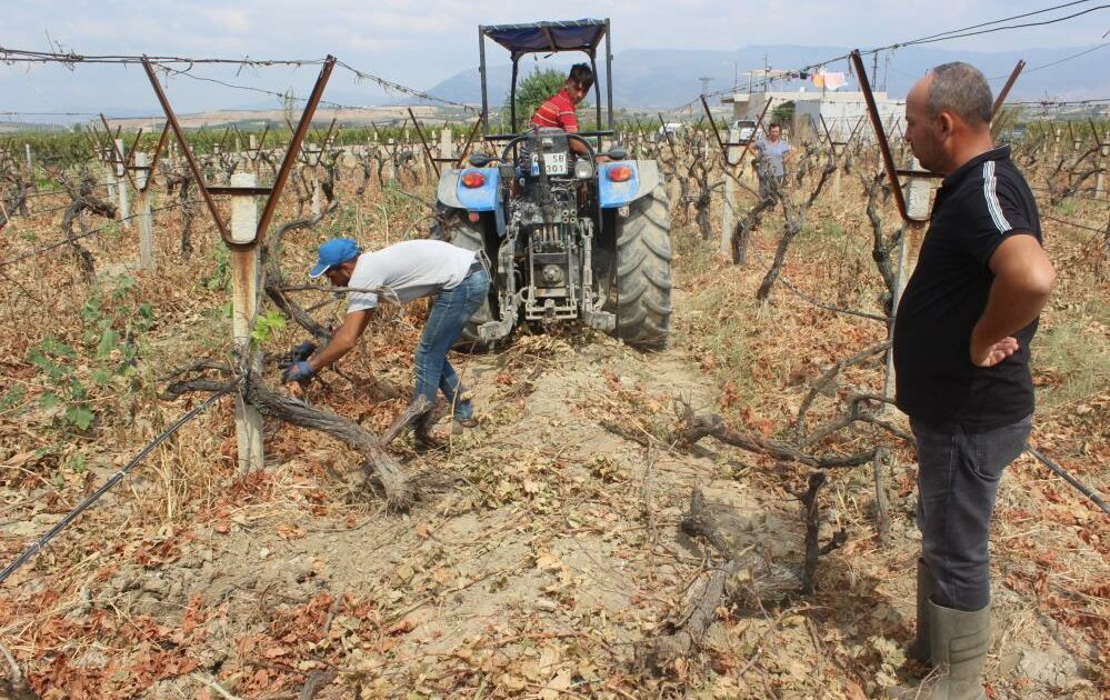 TARİŞ alımı durdurdu, çiftçi bağını kökledi