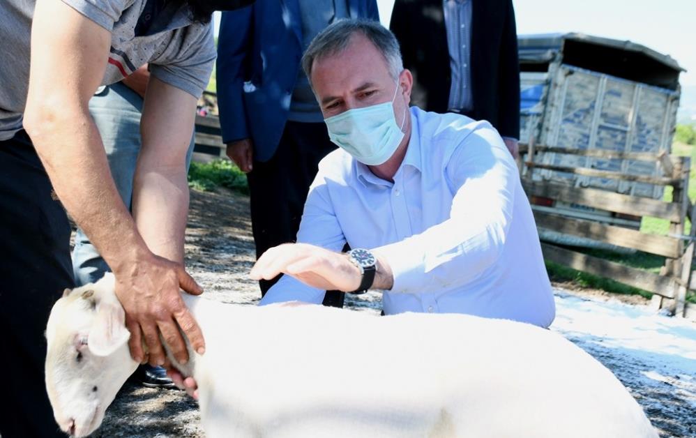 Küçükbaş Hayvancılık Festivali İnegöl’de başlıyor