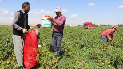 “Biz çalışıyoruz onlar kazanıyor” Biber tarlada 1, markette 4 TL