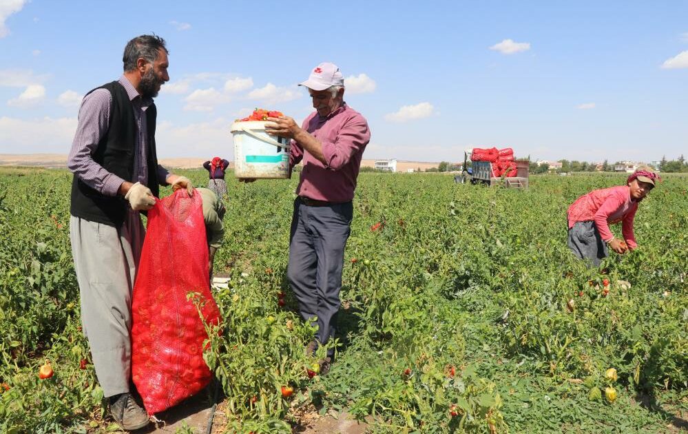 “Biz çalışıyoruz onlar kazanıyor” Biber tarlada 1, markette 4 TL