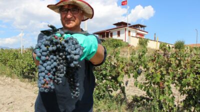 ‘Merzifon karası’ anavatanına geri döndü