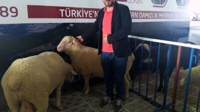 Küçükbaş Hayvan Festivali’nde Merinos koyununa yoğun ilgi