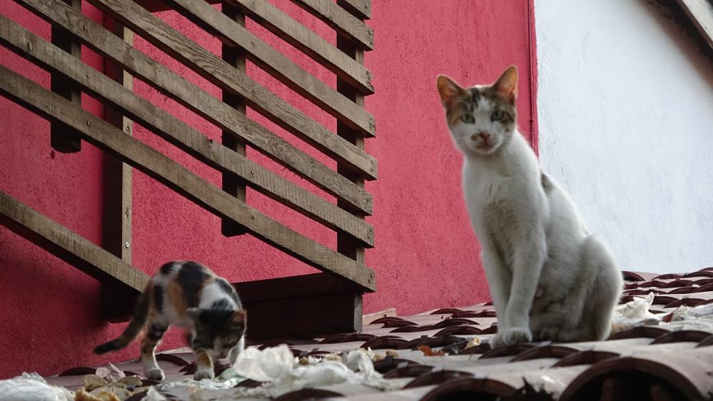 Bursa’da uyanık kedi iyi yere dükkân açtı