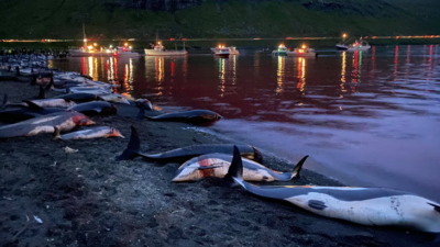 Faroe Adaları’nda kanlı av: Bin 500 yunus bir gecede katledildi