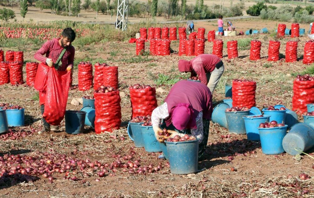 Soğan hasadı başladı: Tarlada 80 kuruş