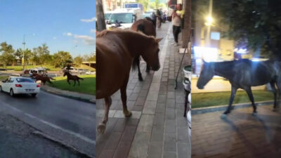 Bursa’da atların istilası! Trafikte, kaldırımda, her yerdeler