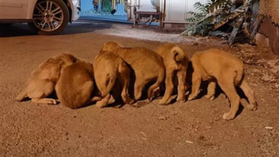 Torbaya konularak ölüme terk edilen köpek yavruları kurtarıldı