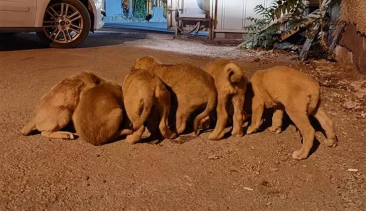 Torbaya konularak ölüme terk edilen köpek yavruları kurtarıldı