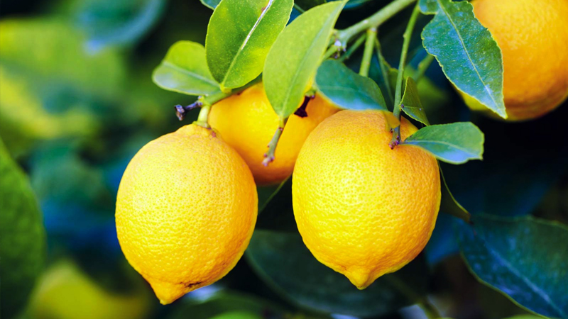 Üreticiden limon tepkisi: Tarlada 1 TL, Tarım Kredi marketinde 5,9 lira