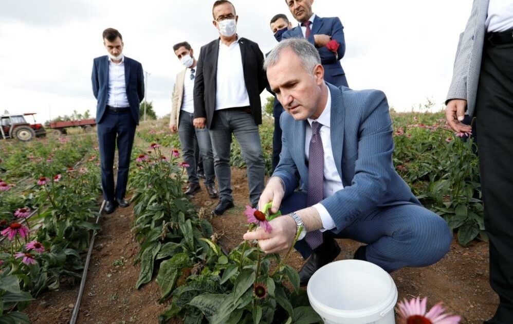 İnegöl’de ilk kez ekinezya hasadı yapıldı