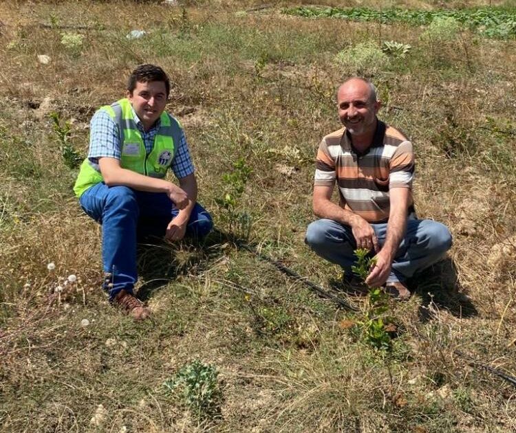 Bursa’da yaban mersini üreticilerinin yüzü gülüyor