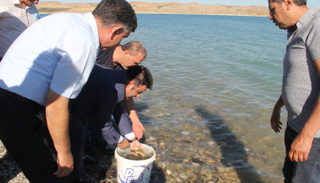 461 bin şabut balığıyla suyla buluştu