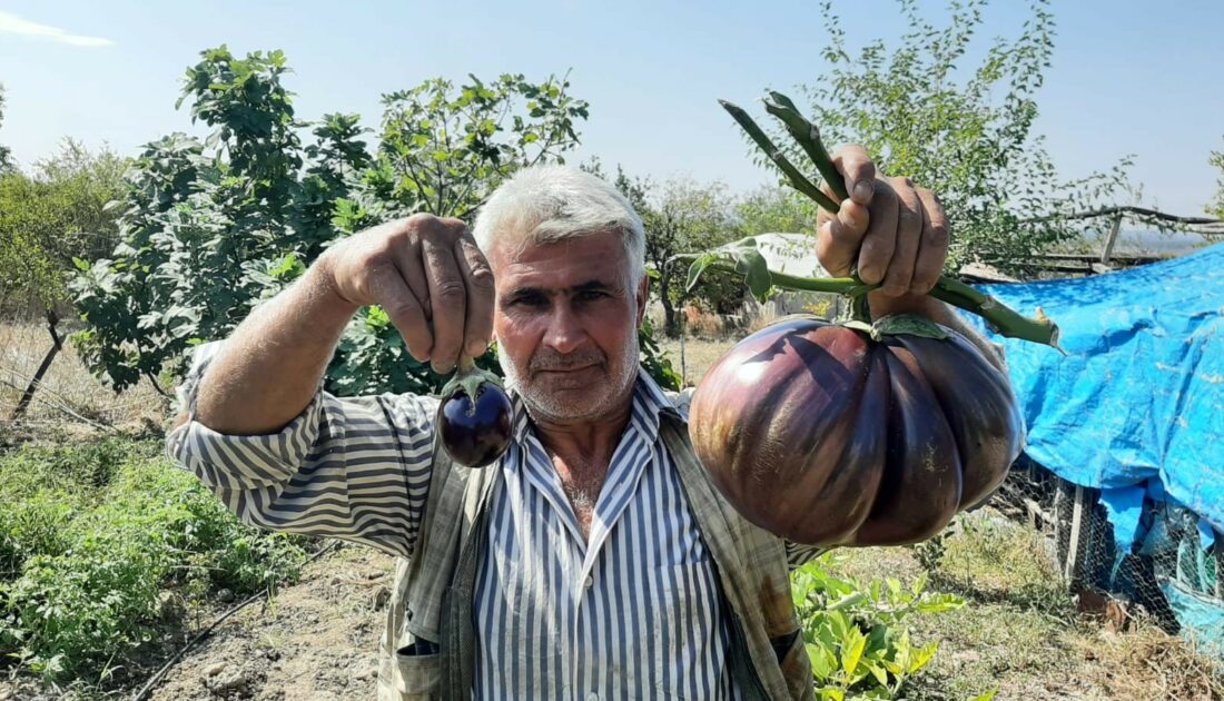 Böyle patlıcan görülmedi!