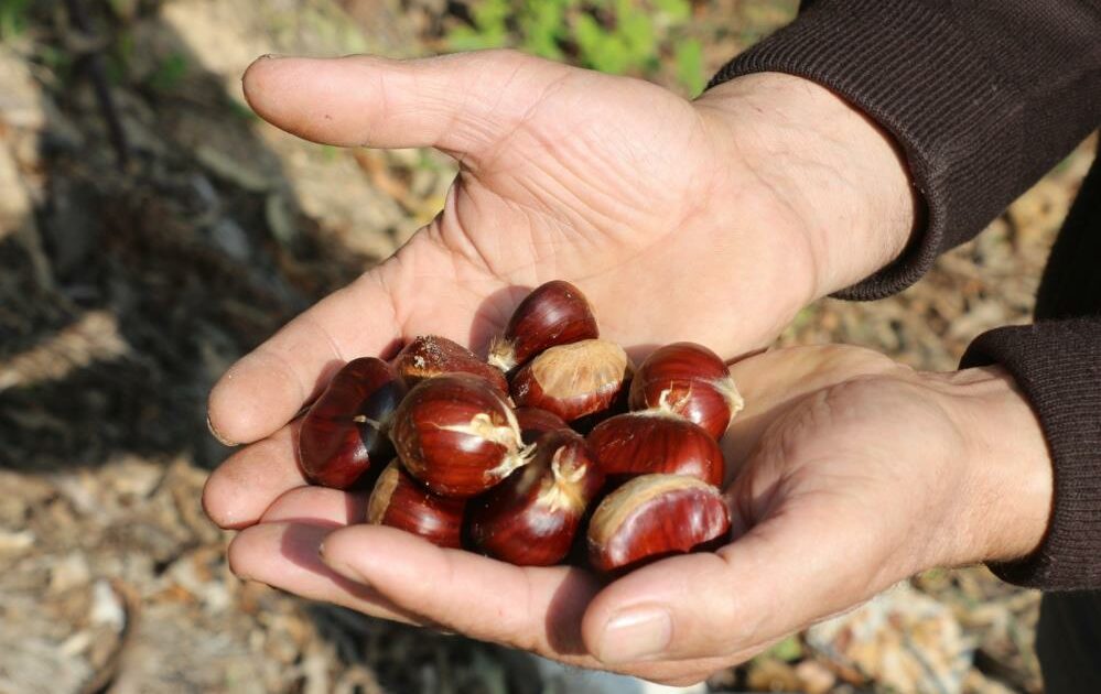 Bursa’da kestane gal arısından temizlendi, rekolte arttı