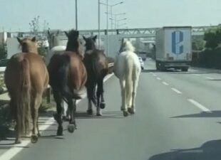 Bursa’nın değişmeyen manzarası! Başıboş atlar trafikte