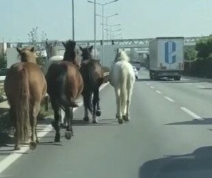 Bursa’nın değişmeyen manzarası! Başıboş atlar trafikte