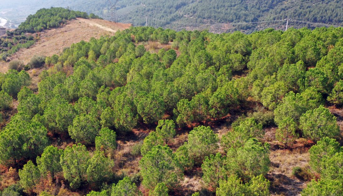 Osmangazi’de ‘yeşil’ dönüşüm