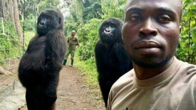 Selfie yıldızı goril hayatını kaybetti