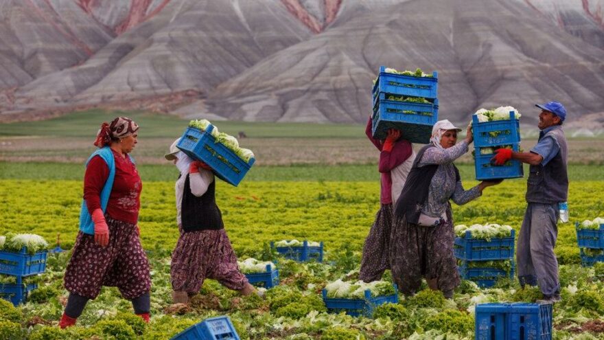 Tarımdaki kopuş sürüyor: Çiftçi sayısında azalma