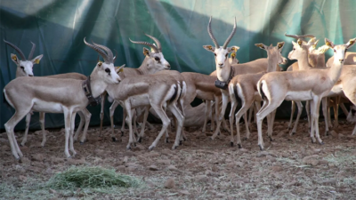 Cudi Dağı’na ‘gazella gazella’ türü 40 ceylan bırakıldı