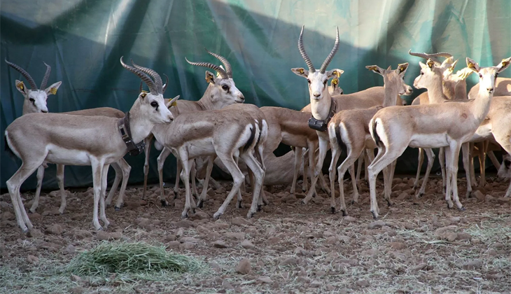 Cudi Dağı’na ‘gazella gazella’ türü 40 ceylan bırakıldı