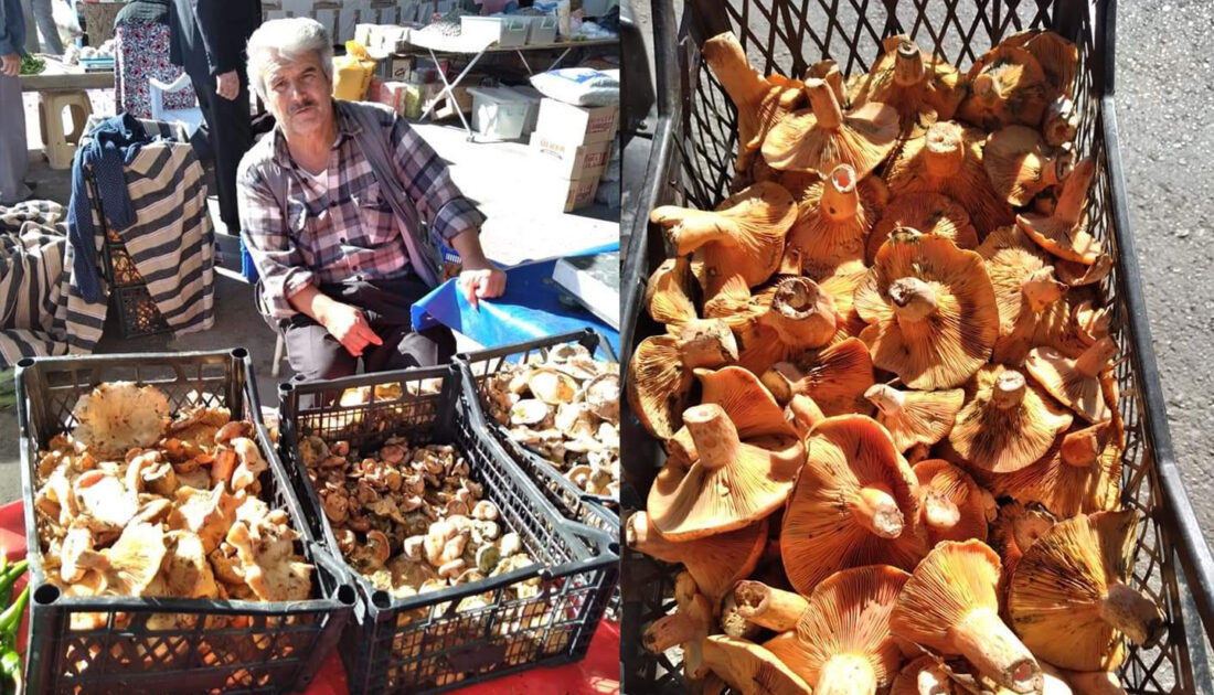 Kanlıca mantarı tezgahlarda yerini aldı: Fiyatı dudak uçuklattı