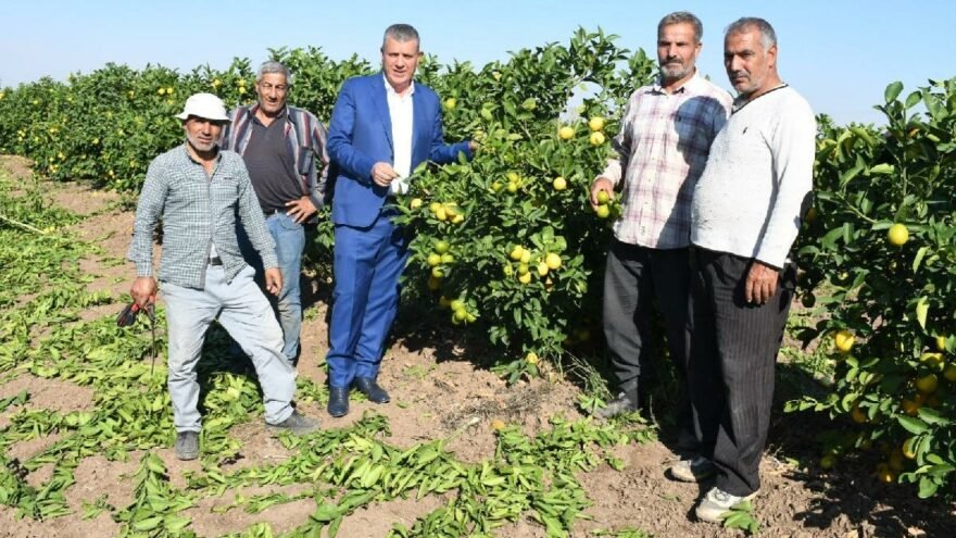 Limon dalında kaldı: 50 kuruşa dahi alıcı bulunamıyor