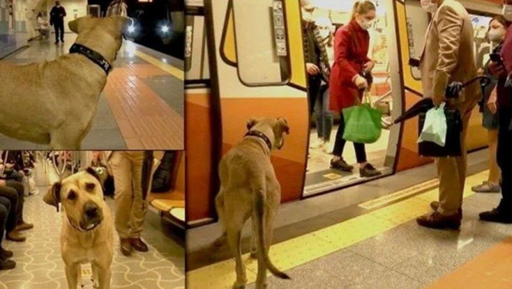 Metro koltuklarını kirletmekle suçlanmıştı… Fenomen köpek Boji aklandı!