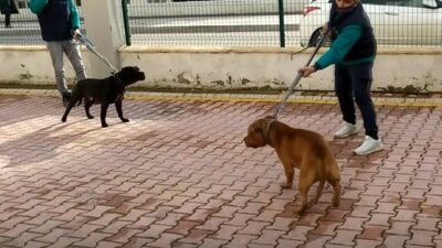 İki pitbull, 4 yaşındaki çocuğa saldırdı