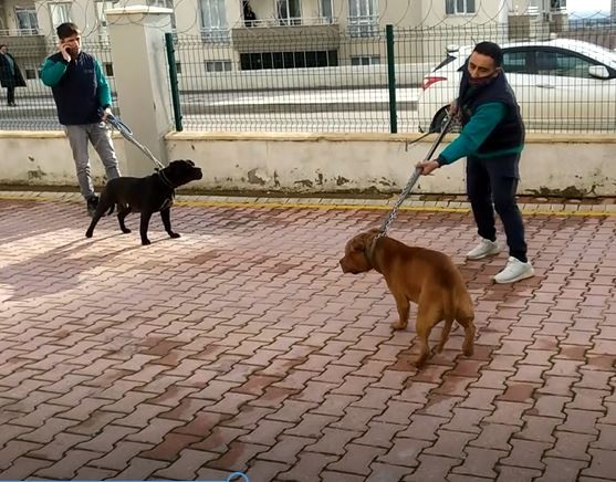 Gaziantep’teki pitbull saldırısına 3 tutuklama