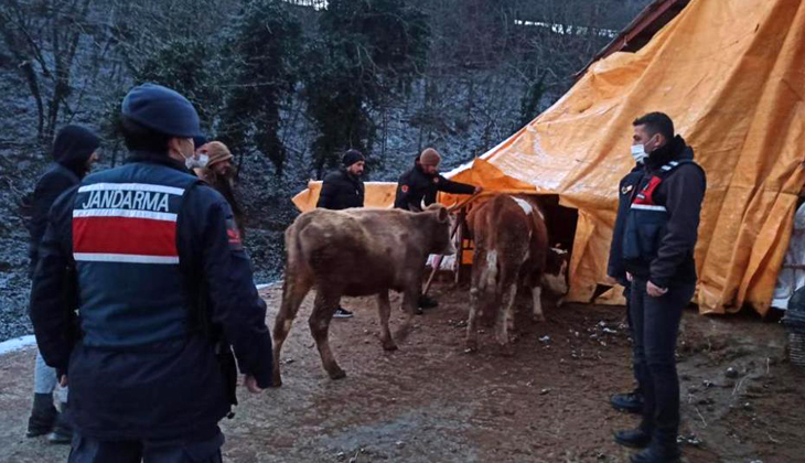 Çaldıkları büyükbaş hayvanları satarken kıskıvrak yakalandılar