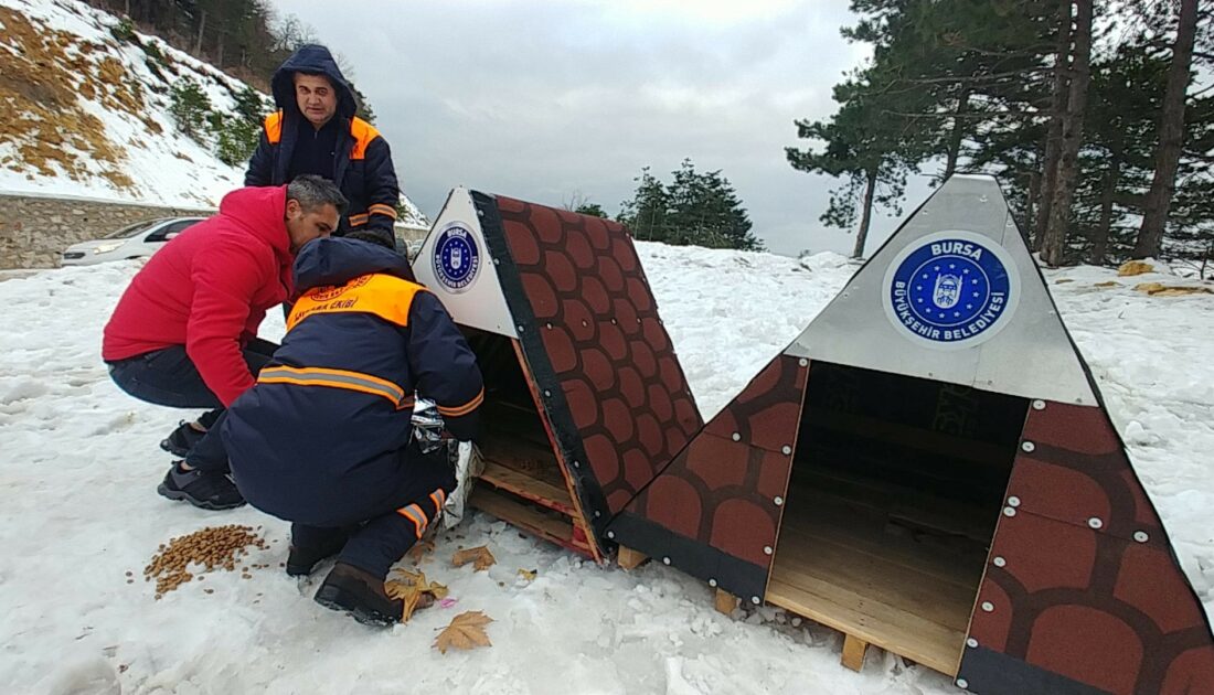 Bursa’da sokak hayvanlarına Büyükşehir şefkati