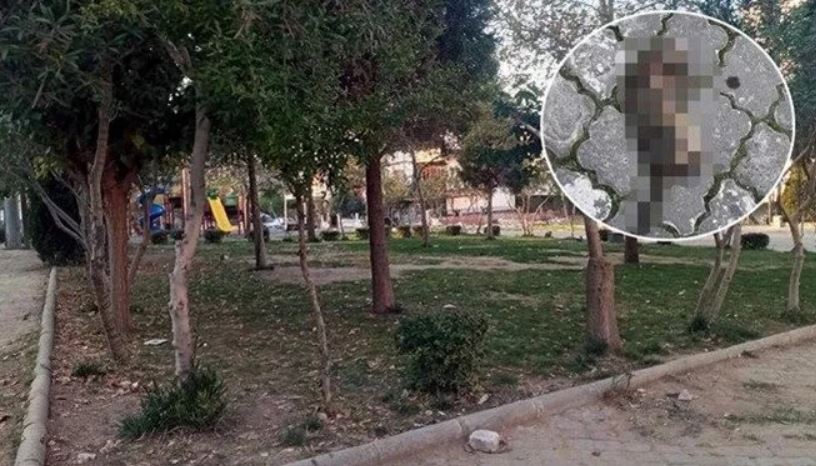 ‘Seri kedi katili’ şüphelisi adli kontrol şartıyla serbest bırakıldı