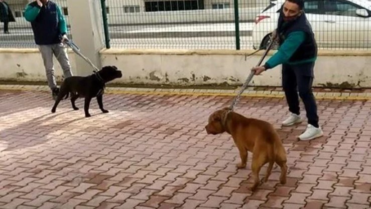 Bakanlıktan sahipsiz ve tehlikeli hayvanlar için genelge