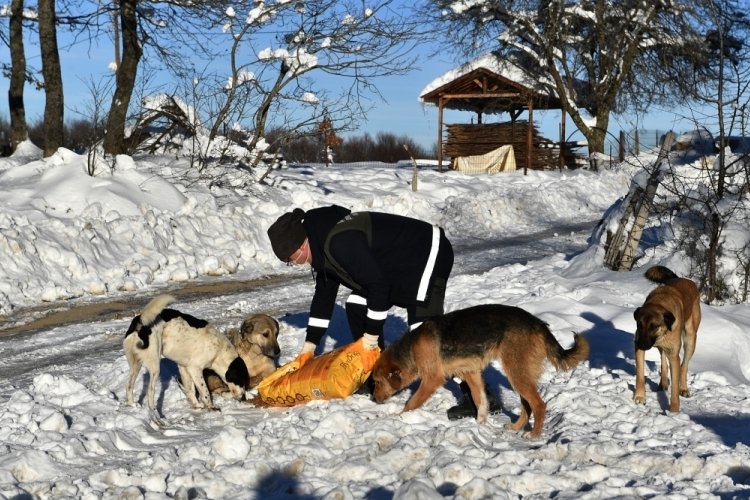 Osmangazi Belediyesi’nden can dostlara yardım eli