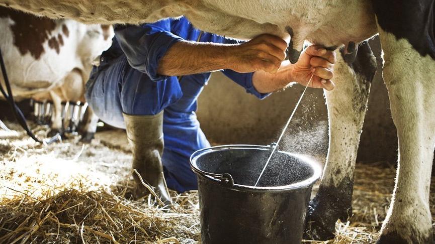 Üretici çileden çıktı: Önce süte sonra yeme zam!