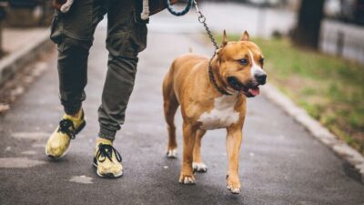 Tehlikeli köpek ırkları için yeni dönem: Çip yoksa sokak da bakımı da yasak