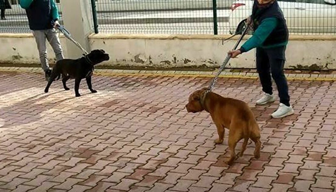 Gaziantep’teki pitbull saldırısına ilişkin 2 kişi daha tutuklandı