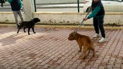 Gaziantep’teki pitbull saldırısına ilişkin 2 kişi daha tutuklandı