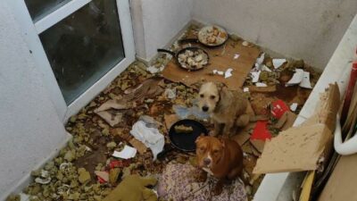 Kötü koşullarda tutulan 2 köpeğe el konuldu! (Ses telleri kesildi iddiası)