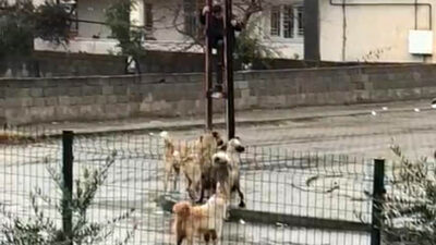 Kahramanmaraş’ta küçük bir çocuk köpek sürüsünden korkup elektrik direğine tırmandı