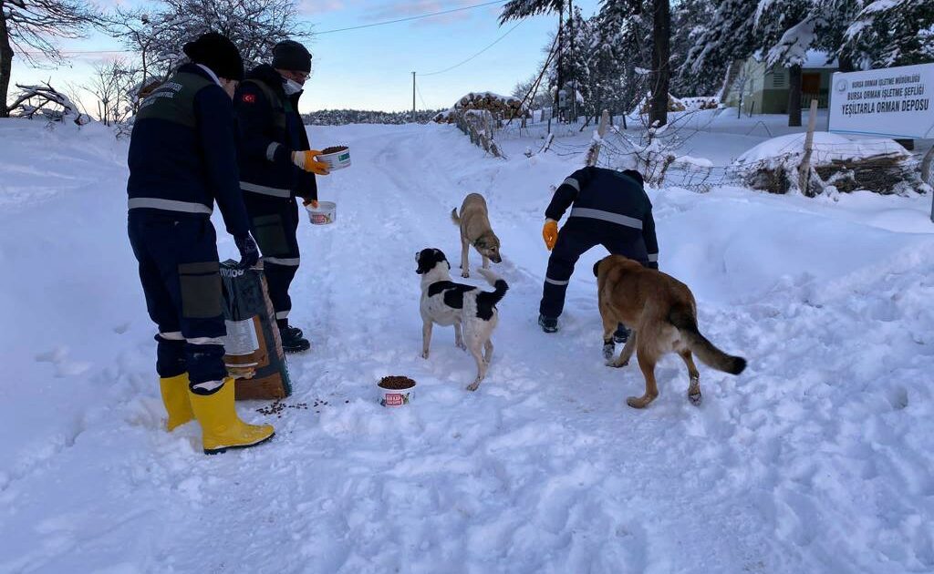 Uludağ’daki can dostlara Osmangazi’den mama desteği