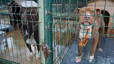 Edirne’de ‘yasaklı ırk’ köpekler için barınakta yer kalmadı