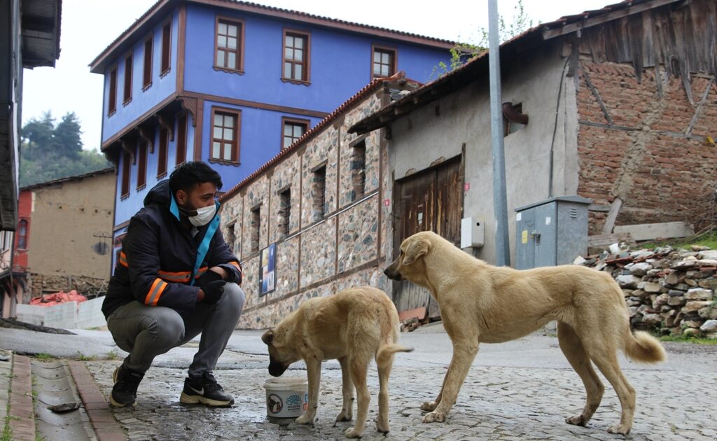 Nilüfer’den sokak hayvanları için beslenme seferberliği